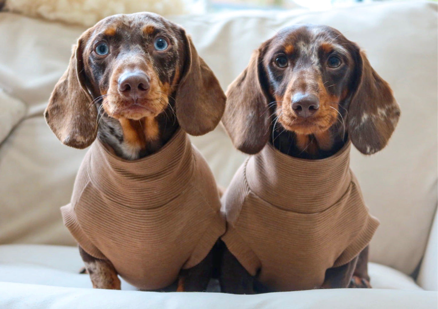 Sable Ribbed Dachshund Jumper