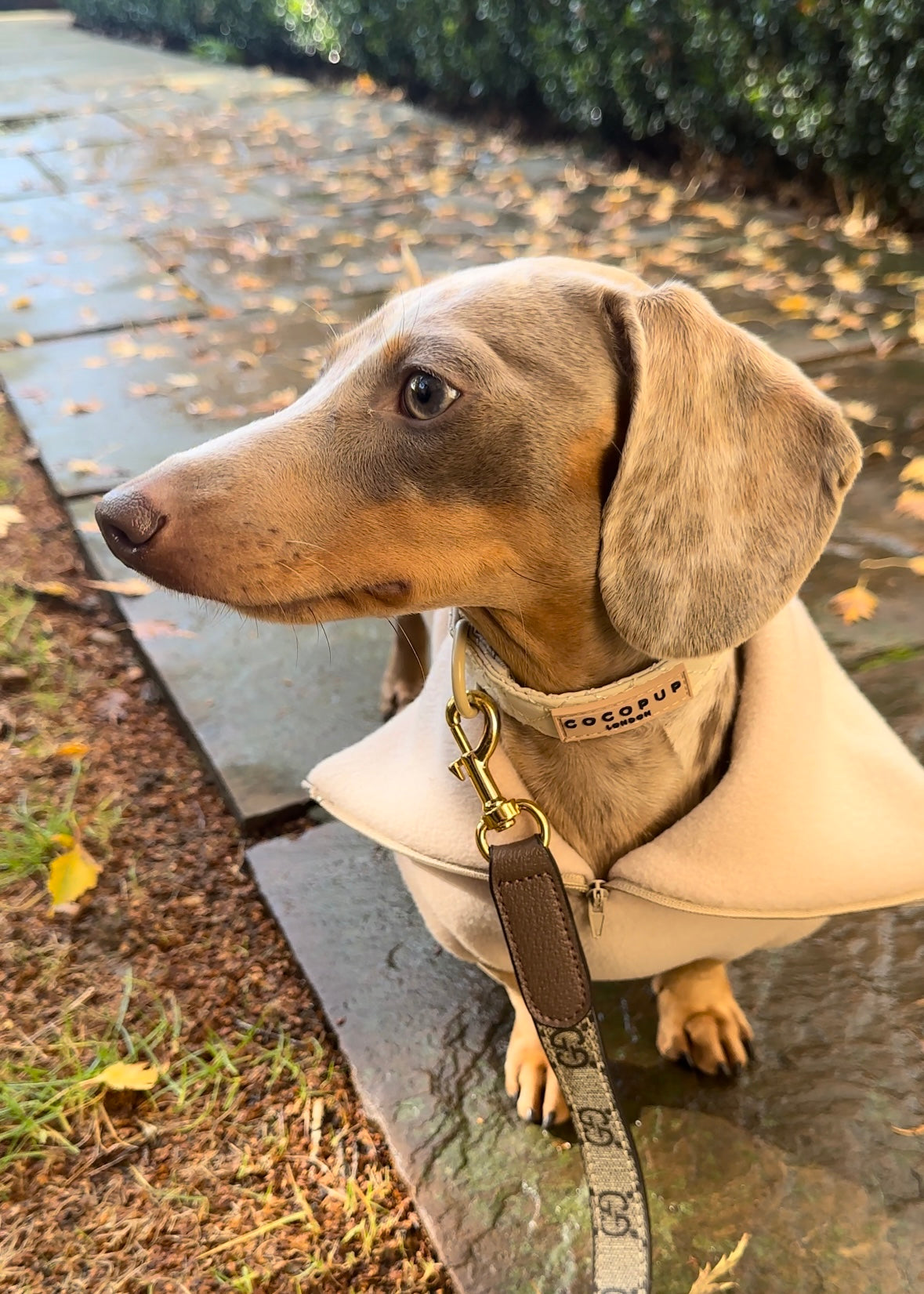 Dachshund Quarter Zip Fleece