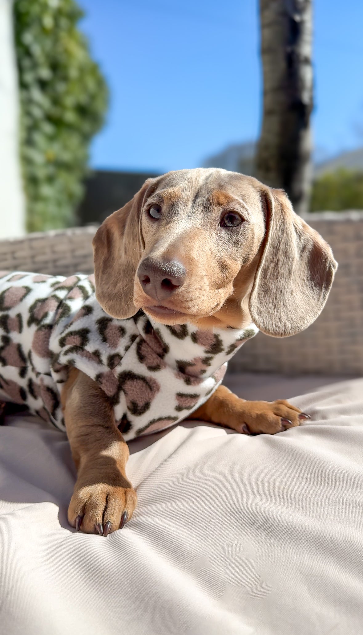 Snow Leopard Dachshund Fleece - Leg Cuff