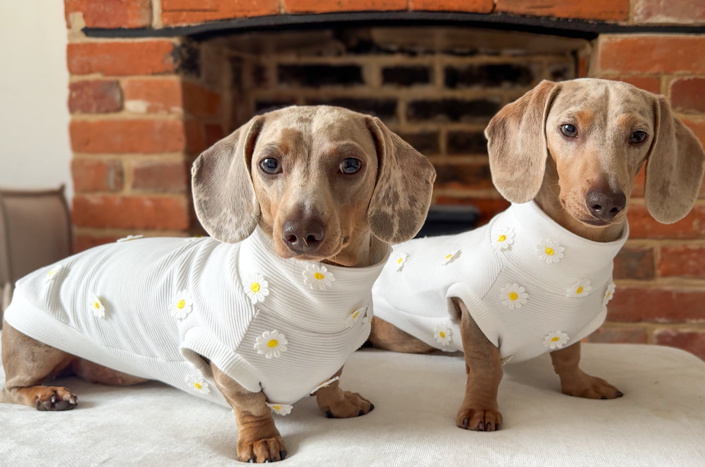 Daisy Ribbed Dachshund Jumper