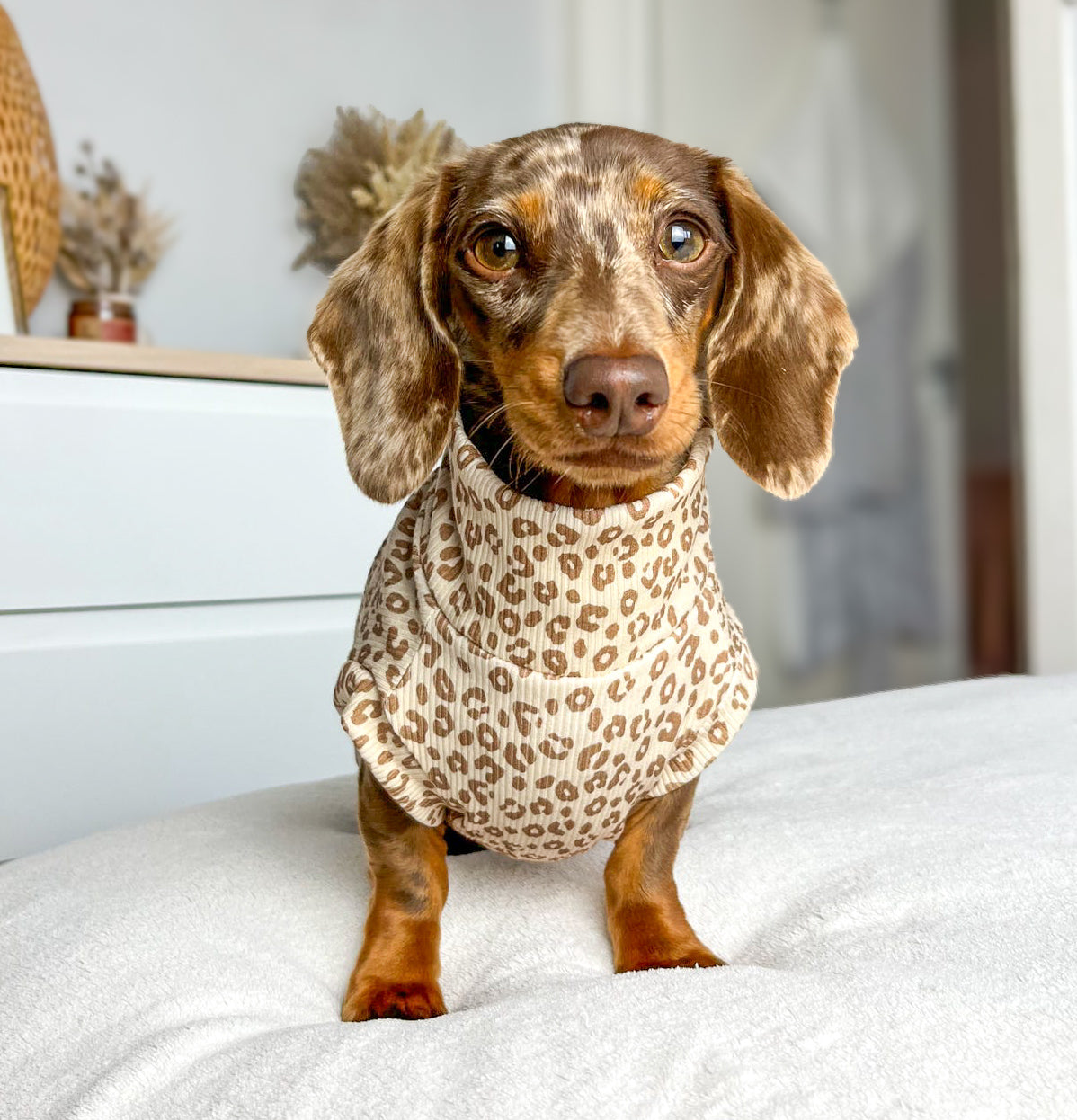 Leopard - Summer Ribbed Dachshund Jumper
