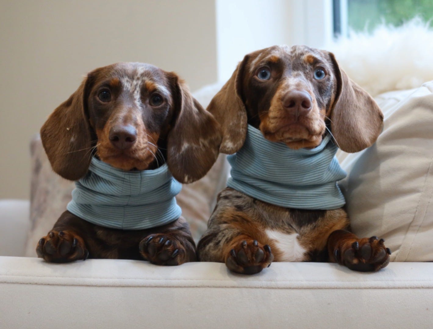 Personalised Ribbed Dog Snood