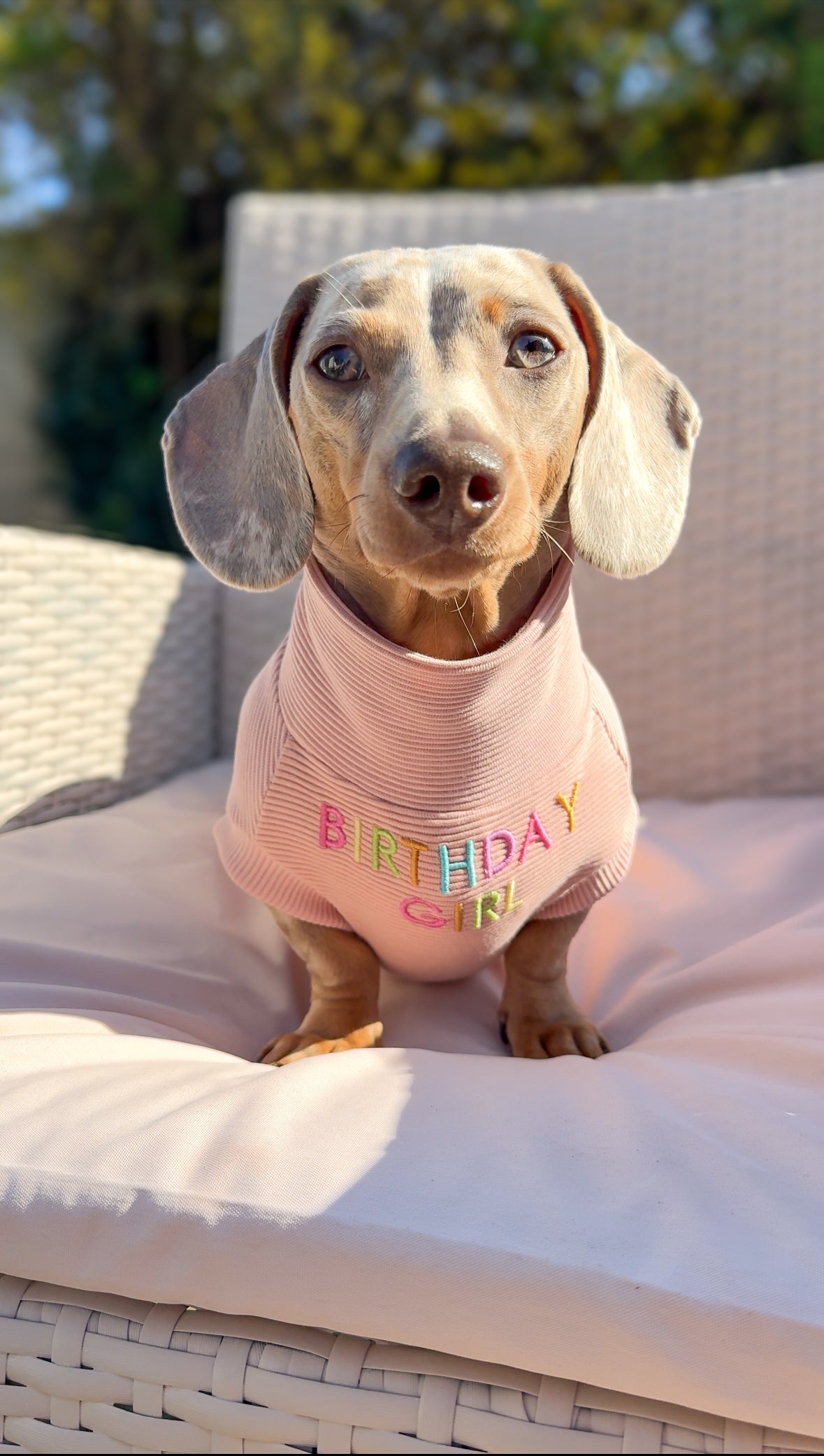 Personalised Dachshund Jumper - Body Embroidery - Birthday Girl/Birthday Boy