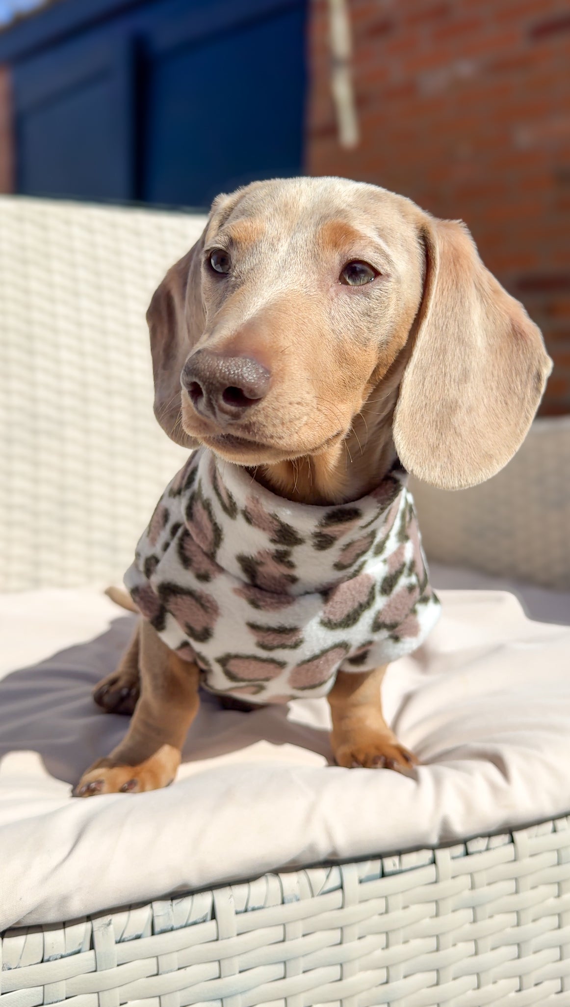 Snow Leopard Dachshund Fleece - Leg Cuff