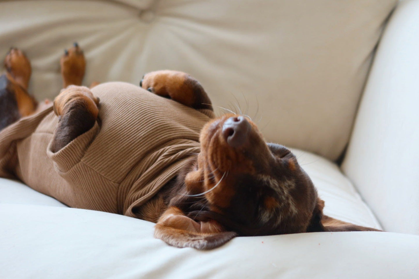 Sable Ribbed Dachshund Jumper