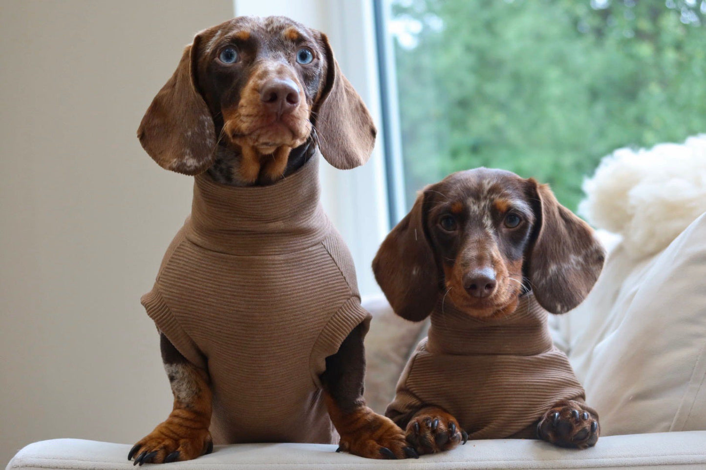 Sable Ribbed Dachshund Jumper