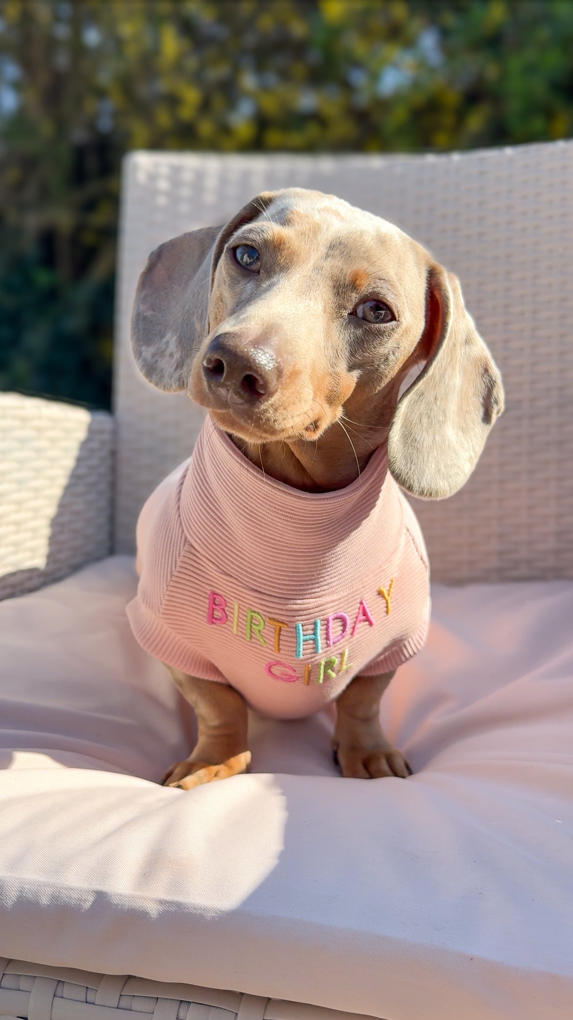 Personalised Dachshund Jumper - Body Embroidery - Birthday Girl/Birthday Boy