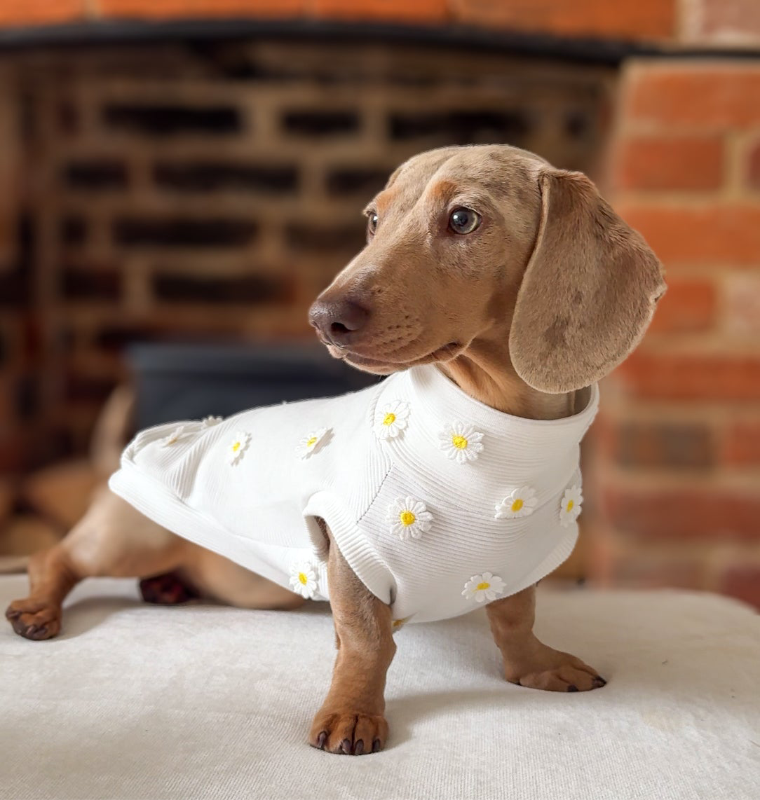 Daisy Ribbed Dachshund Jumper