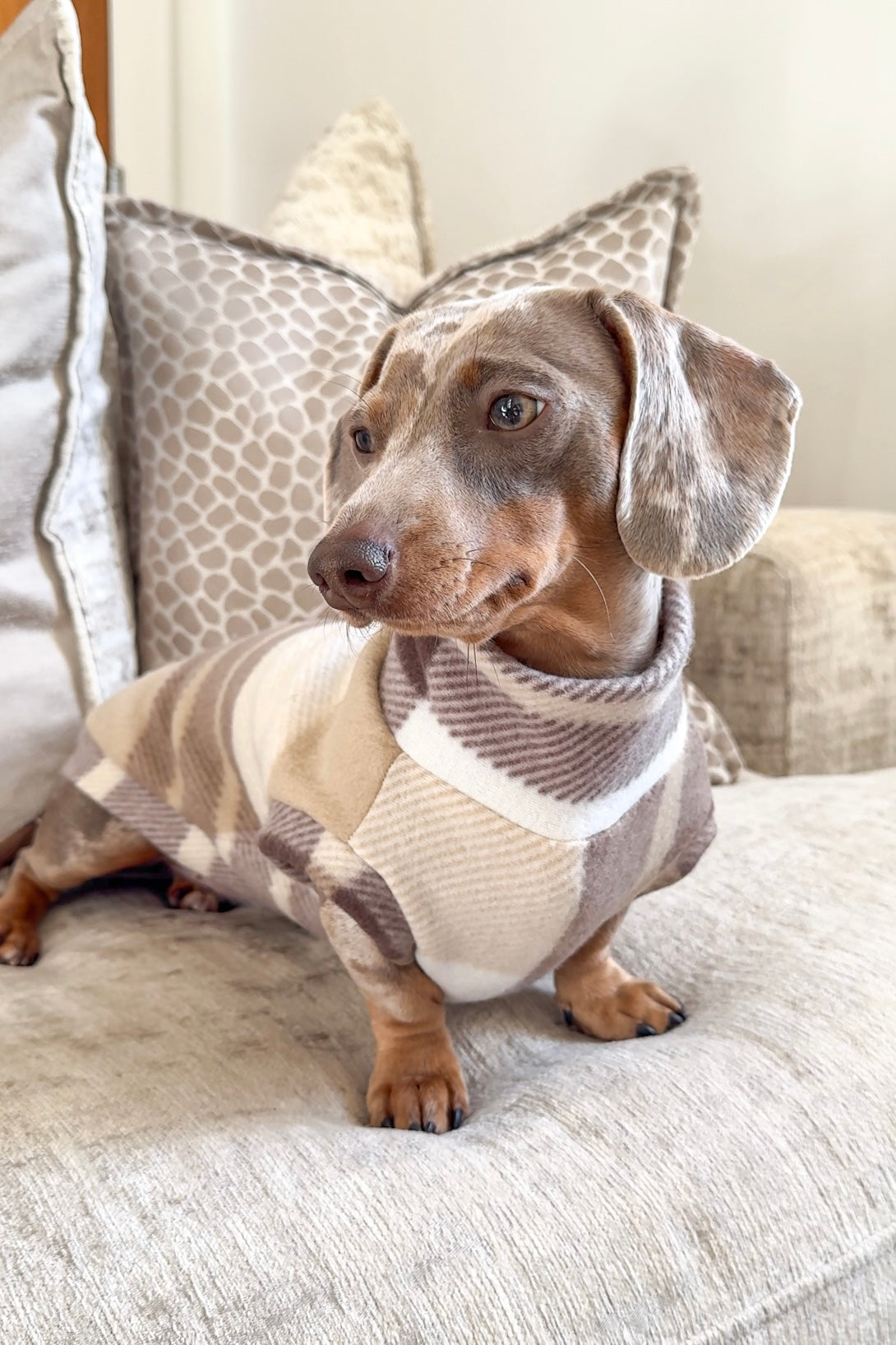 This photo is of a miniature dachshund wearing a burberry inspired nude plaid patterned dachshund fleece. Our dachshund fleeces are the perfect fit for any standard or miniature dachshund. Our dog and dachshund jumpers are the must have accessory for any puppy or dog owner. Dachshund fleece / sausage dog fleece / equafleece