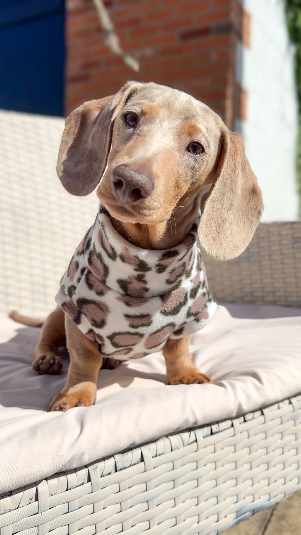Snow Leopard Dachshund Fleece - Leg Cuff
