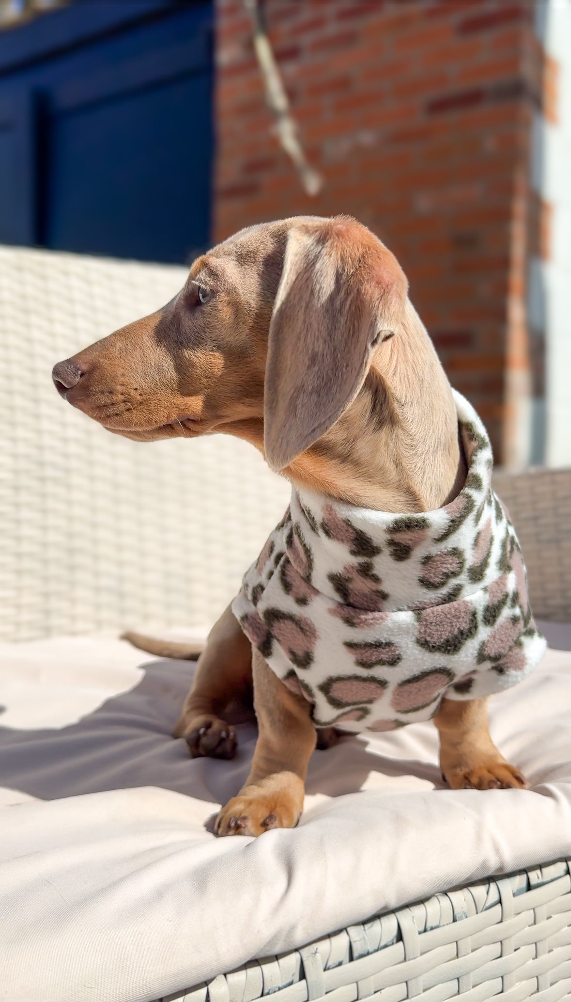 Snow Leopard Dachshund Fleece - Leg Cuff