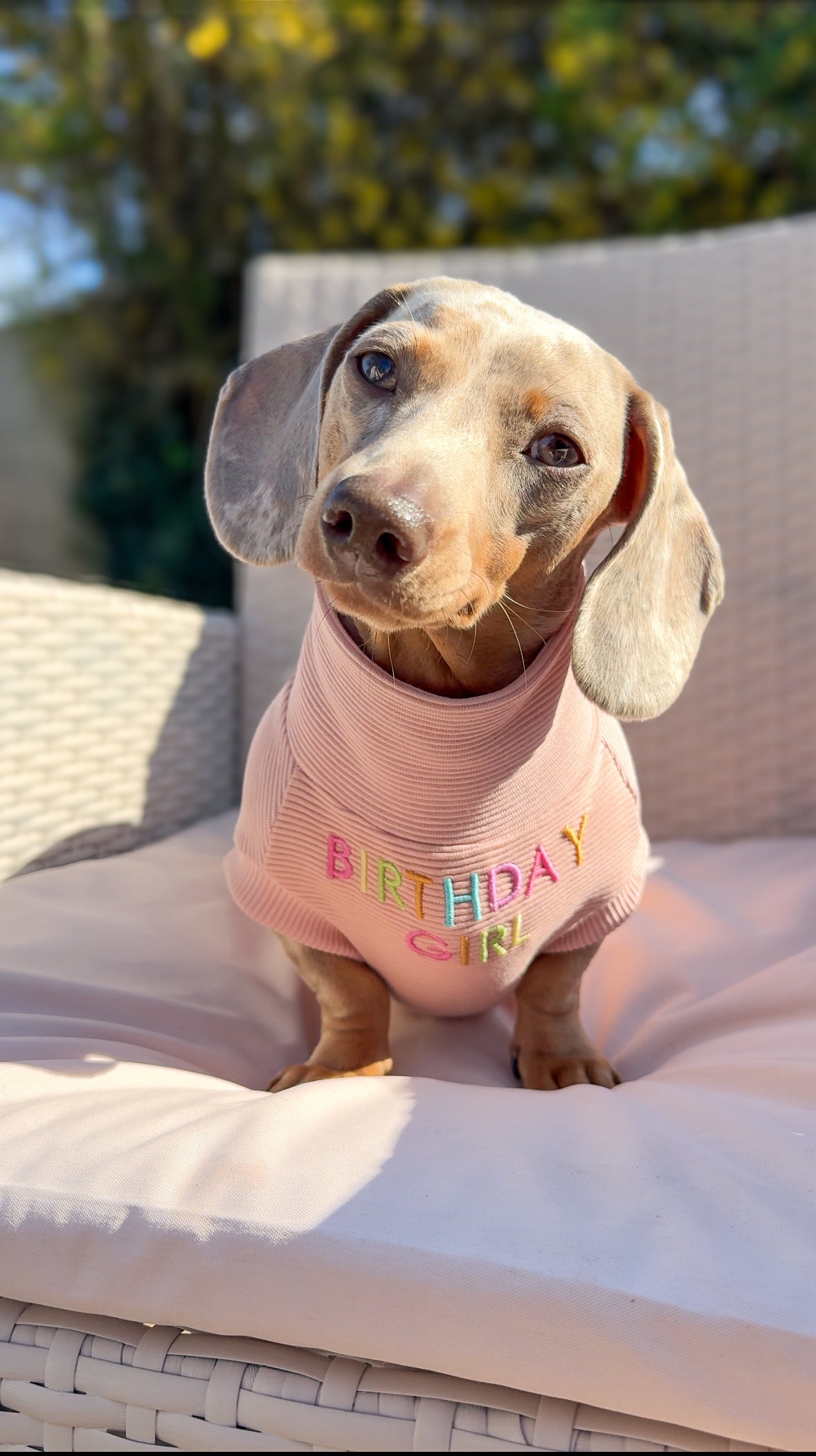 Personalised Dachshund Jumper - Body Embroidery - Birthday Girl/Birthday Boy