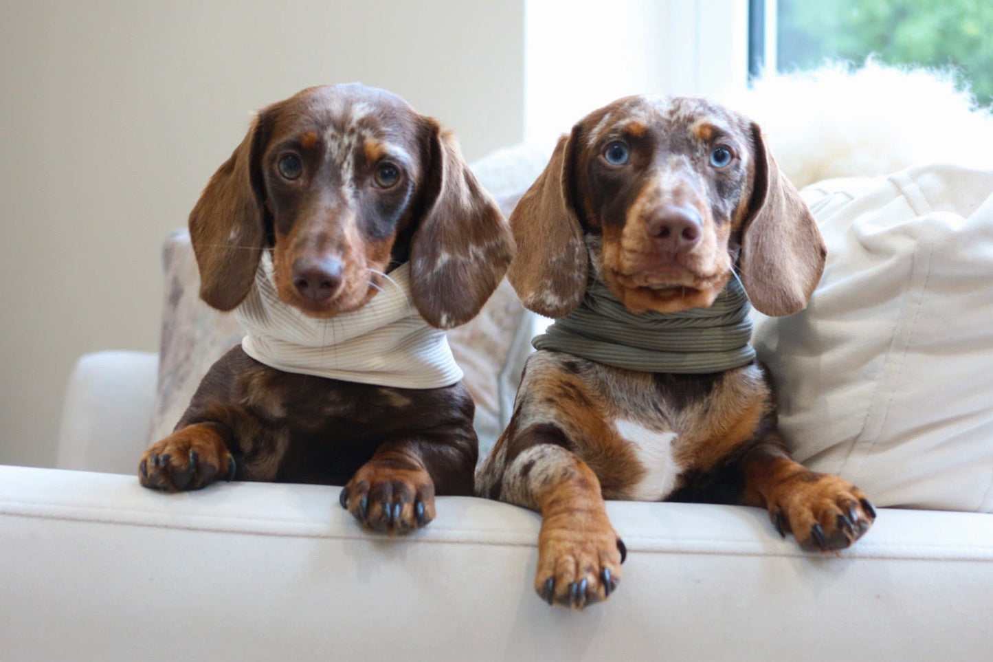 Dog snood/ dachshund snood /puppy snood / puppy clothes /dachshund clothes / dachshund jumper /sausage dog puppy jumper