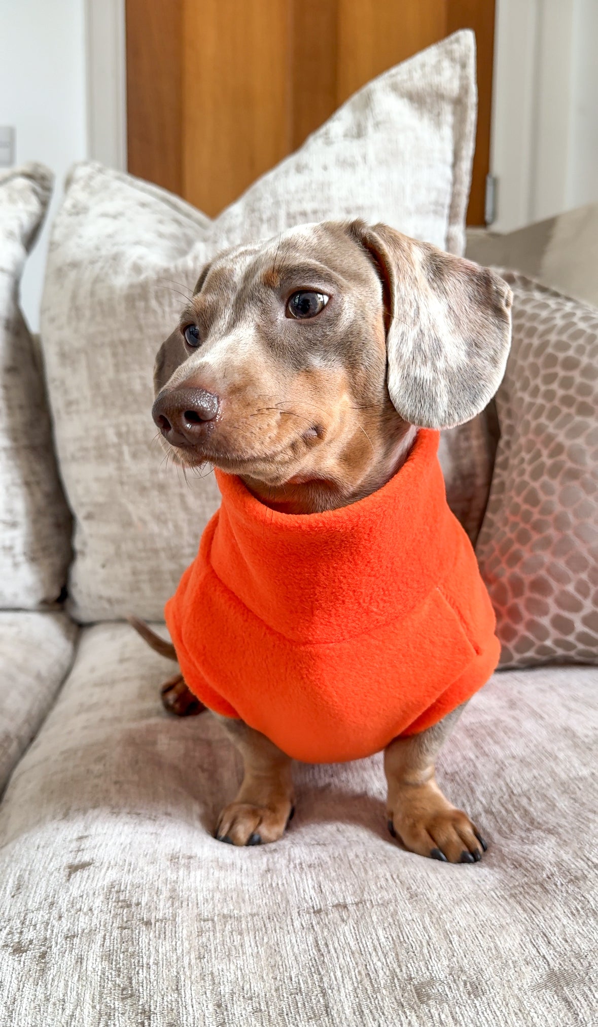 This photo is of a miniature dachshund wearing a fleece. Perfect for sausage dogs, miniature or standard dachshunds, our dachshund fleeces are perfect for all dogs and puppies.