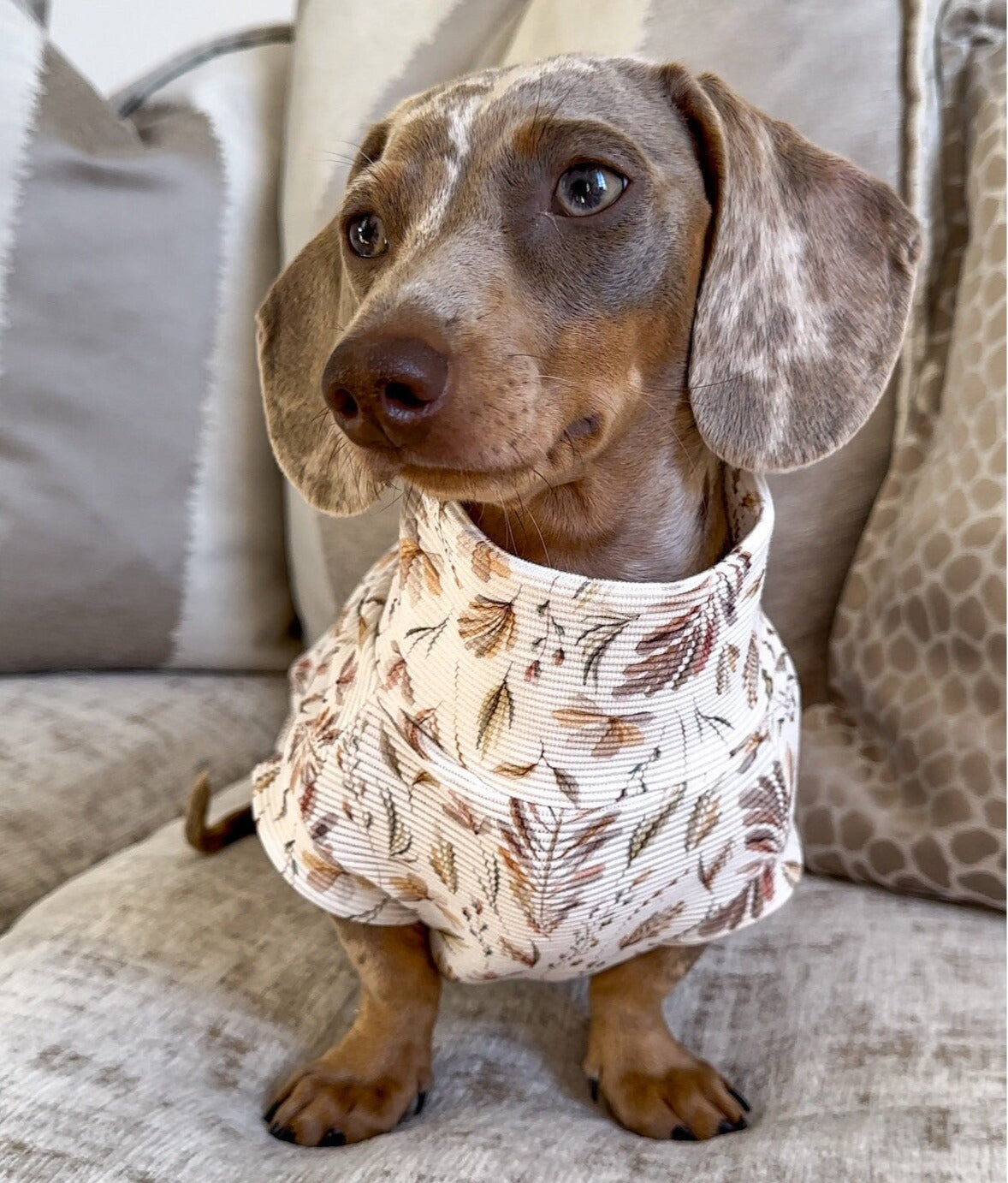 Limited Edition Prints Ribbed Dachshund Jumper Poppy and Becky