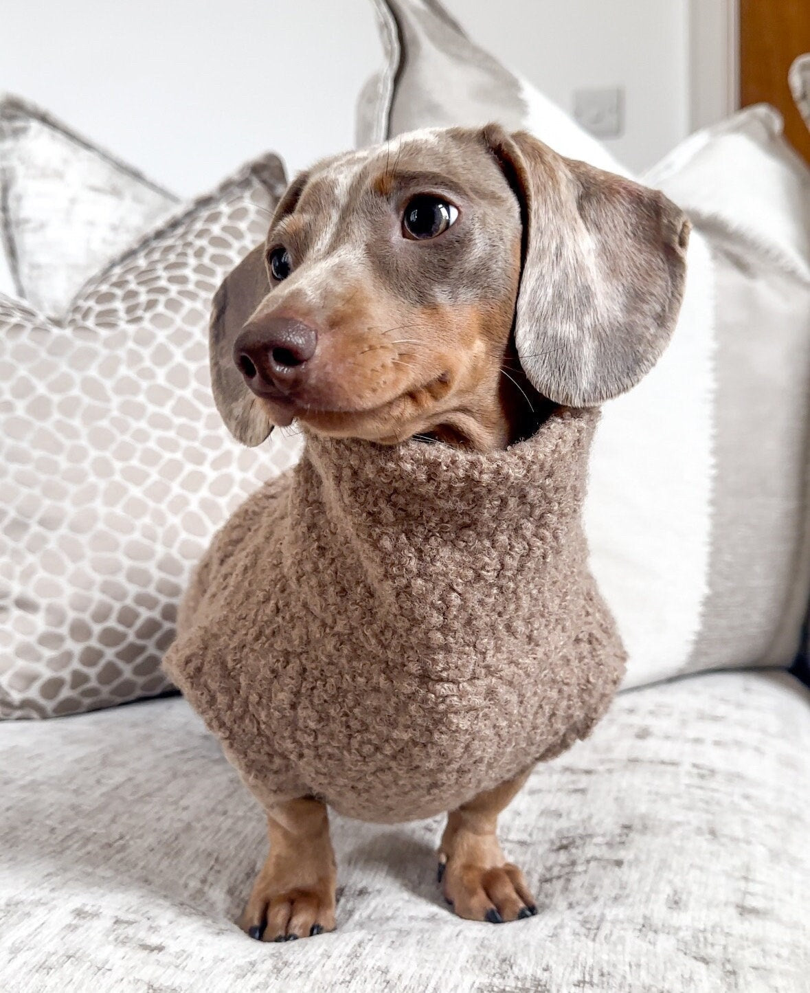 Dachshund teddy fleece, sausage dog teddy fleece, standard dachshund fleece, dog fleece, sausage dog fleece