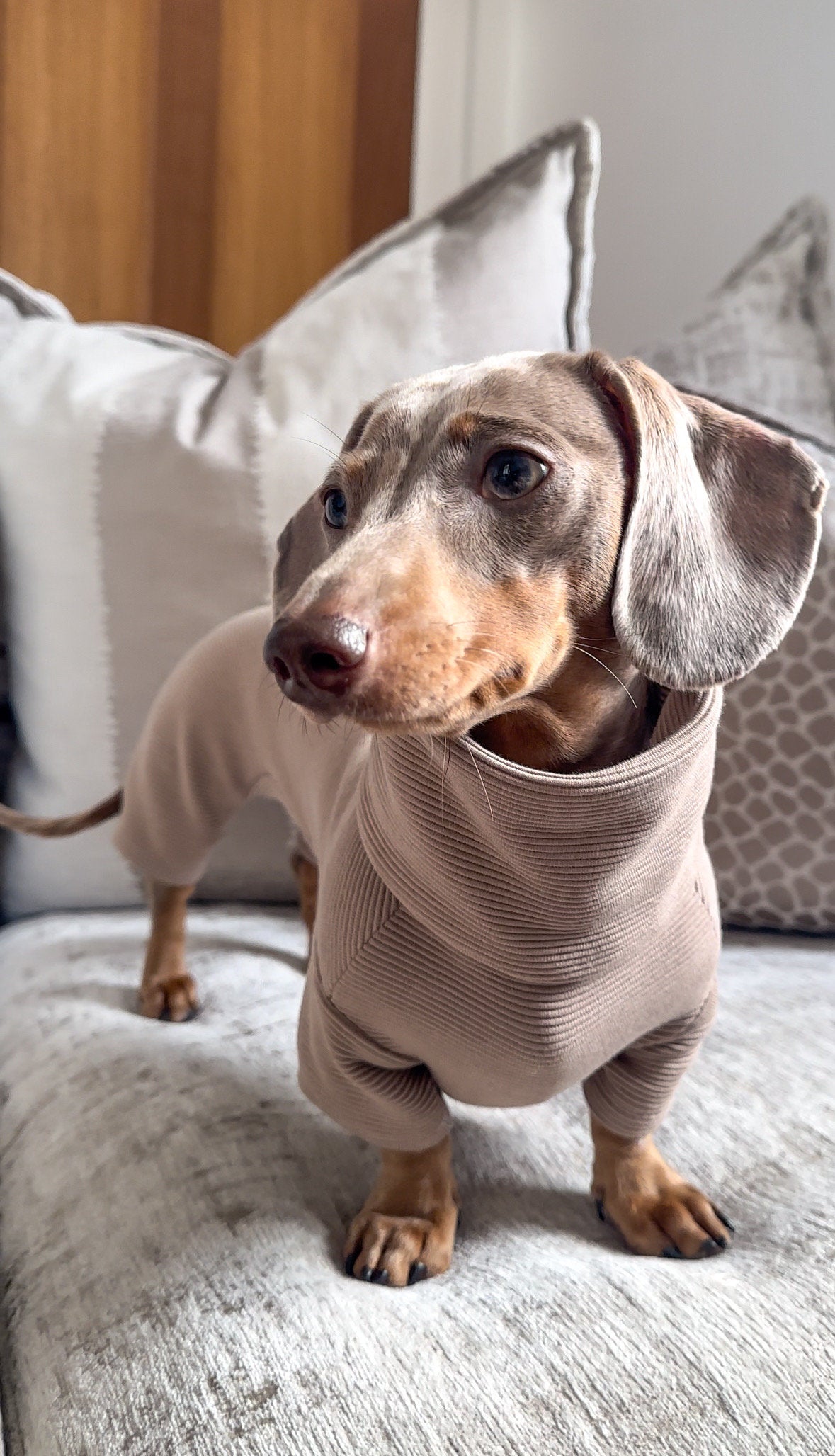 Sausage dog bodysuit, sausage dog onesie, sausage dog four leg suit. Dachshund suit
