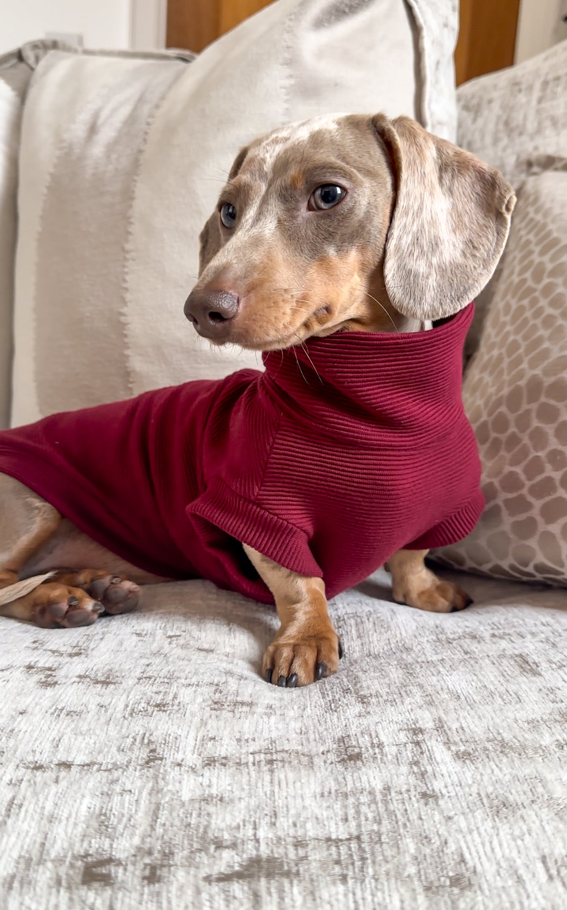 Ribbed Dachshund Jumper Poppy and Becky