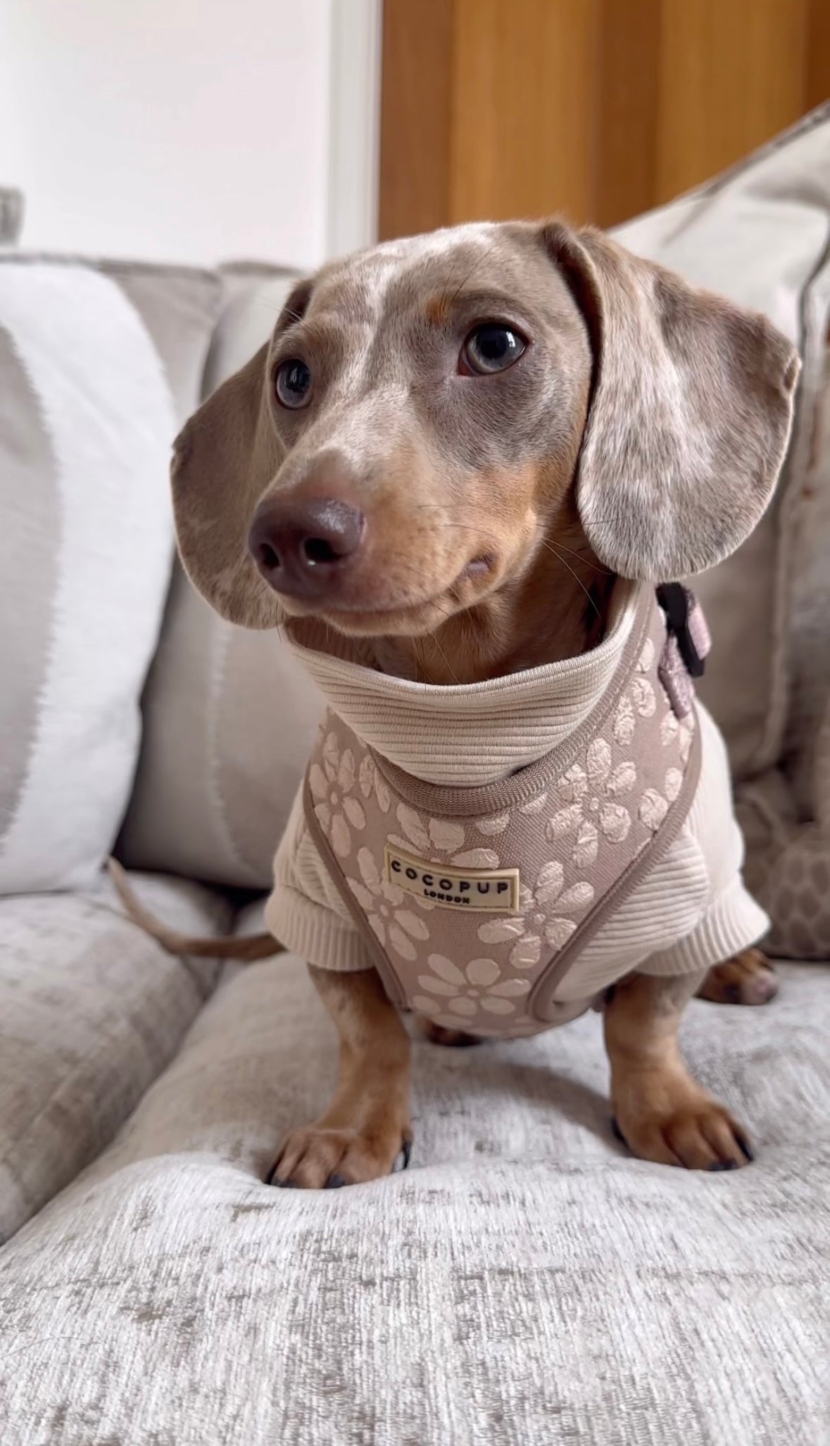 Ribbed Dachshund Jumper