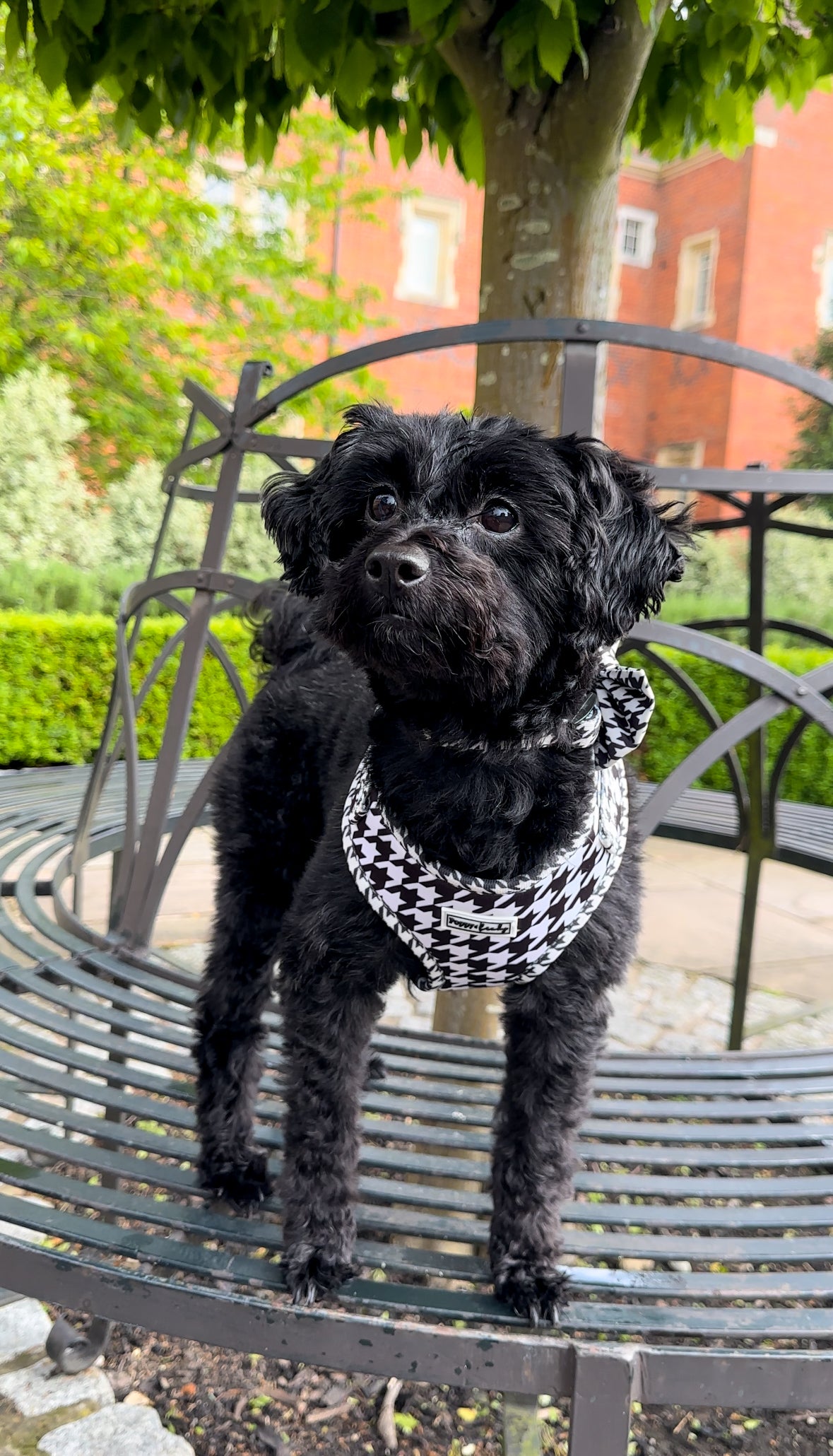 Black Houndstooth Adjustable Neck Harness