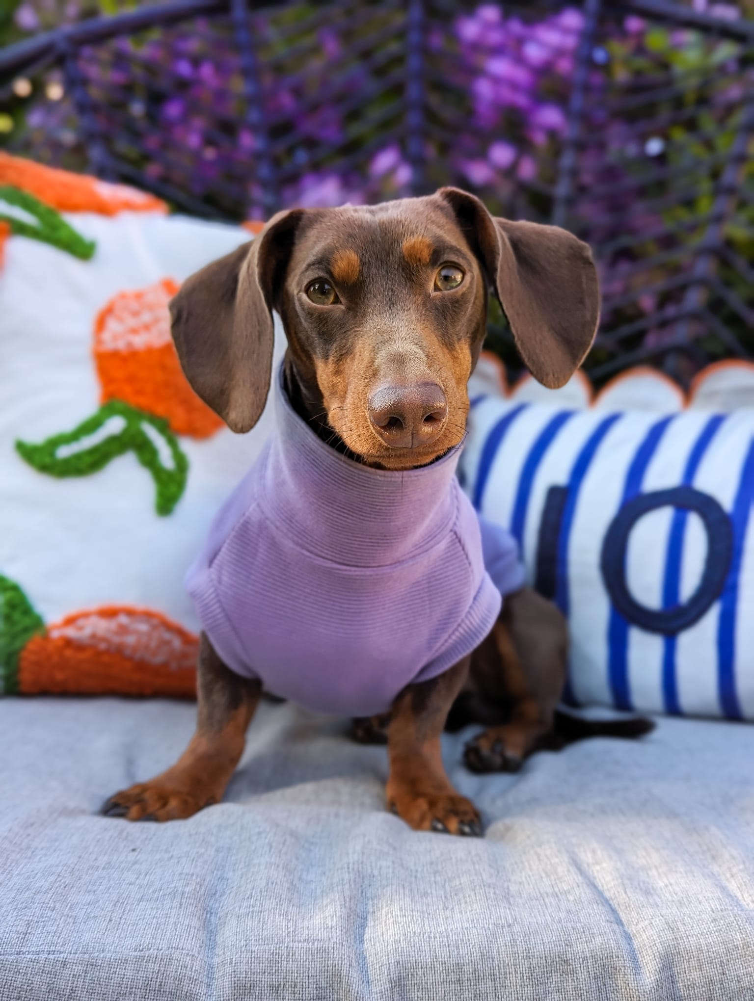 Dachshund fleece jumper best sale