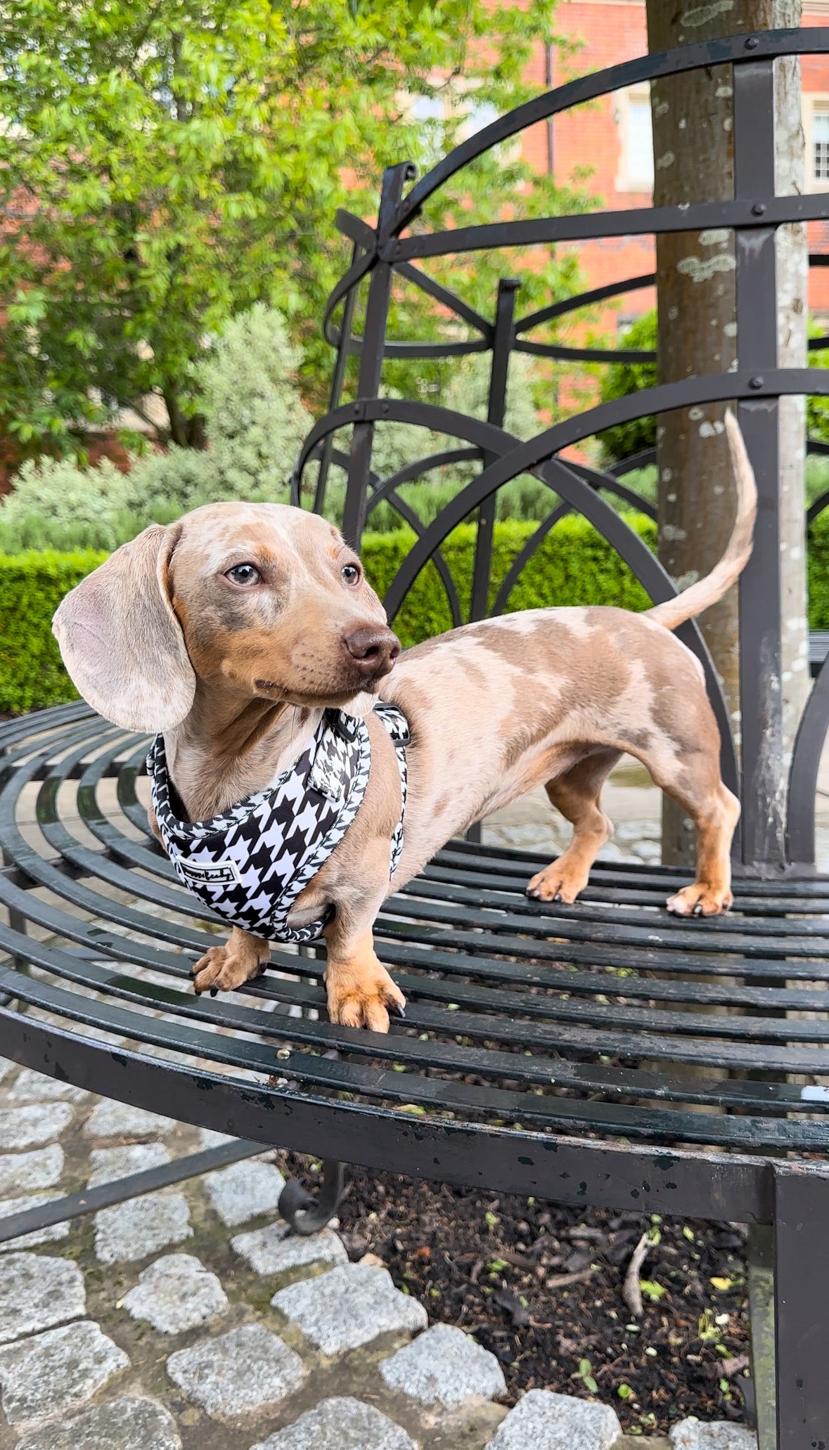 Black Houndstooth Adjustable Neck Harness