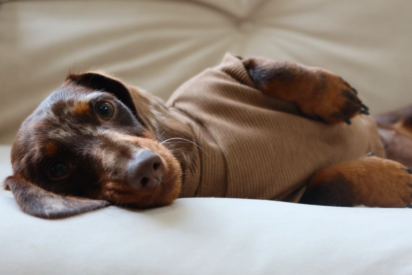 Sable Ribbed Dachshund Jumper - Black Friday Limited Edition