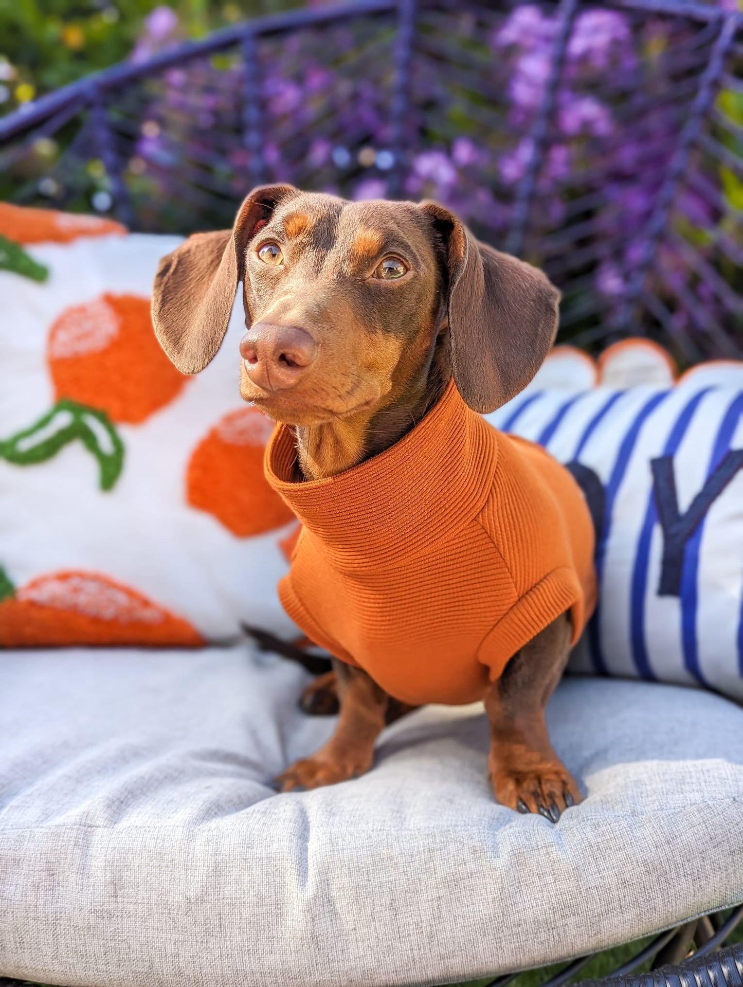 Ribbed Dachshund Jumper