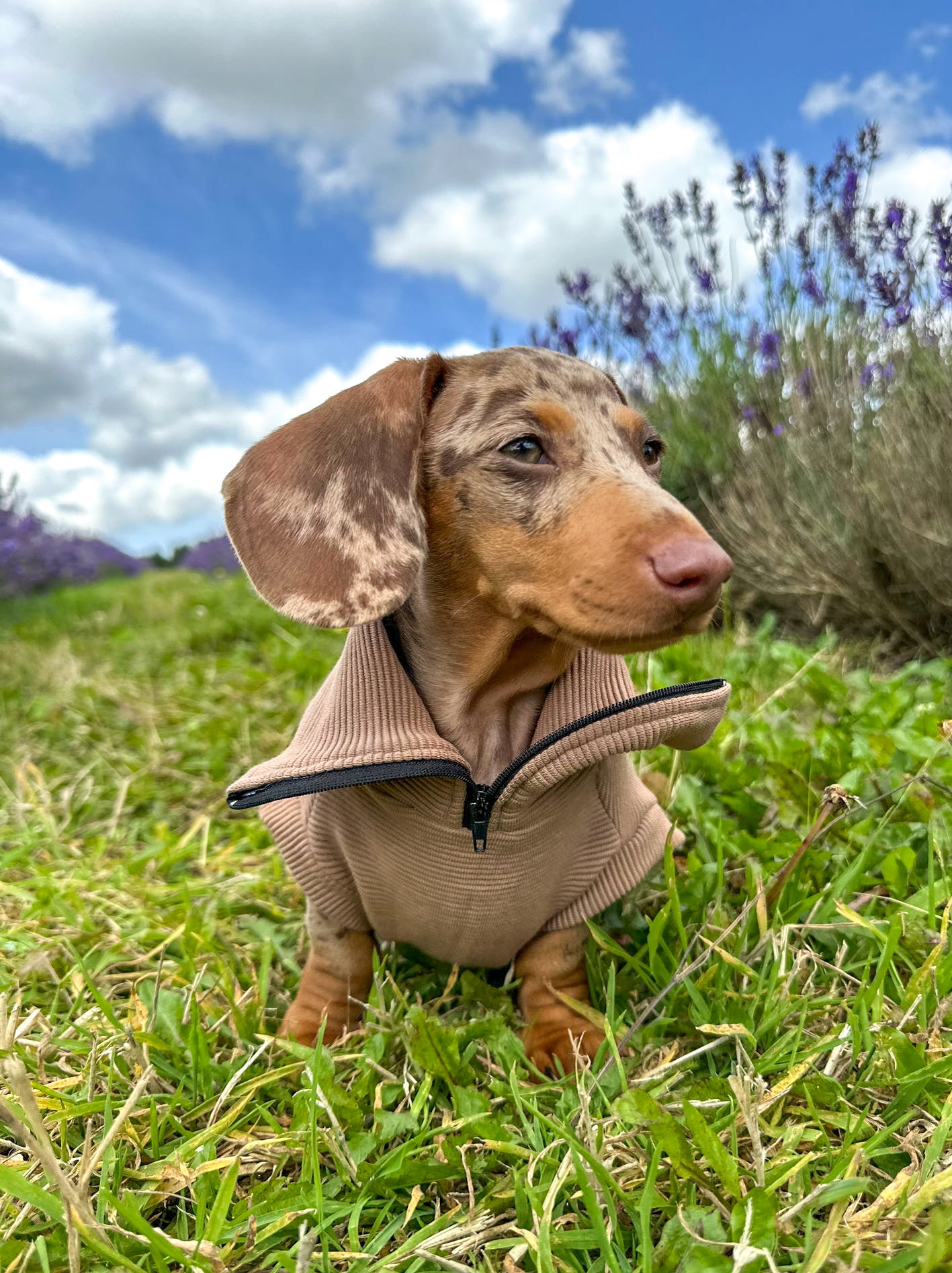 Ribbed Quarter Zip Dachshund Jumper