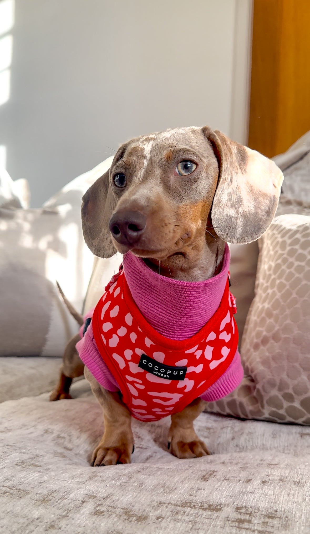 Ribbed Dachshund Jumper