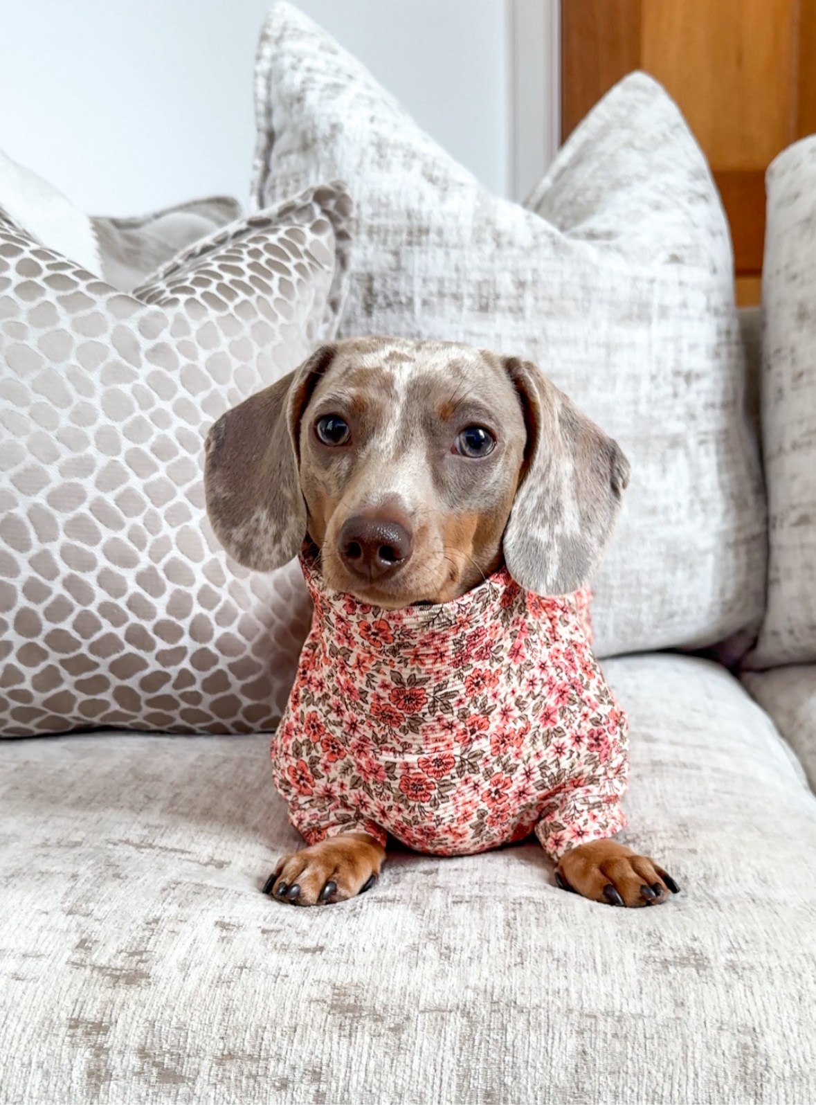 Limited Edition Prints - Ribbed Dachshund Jumper