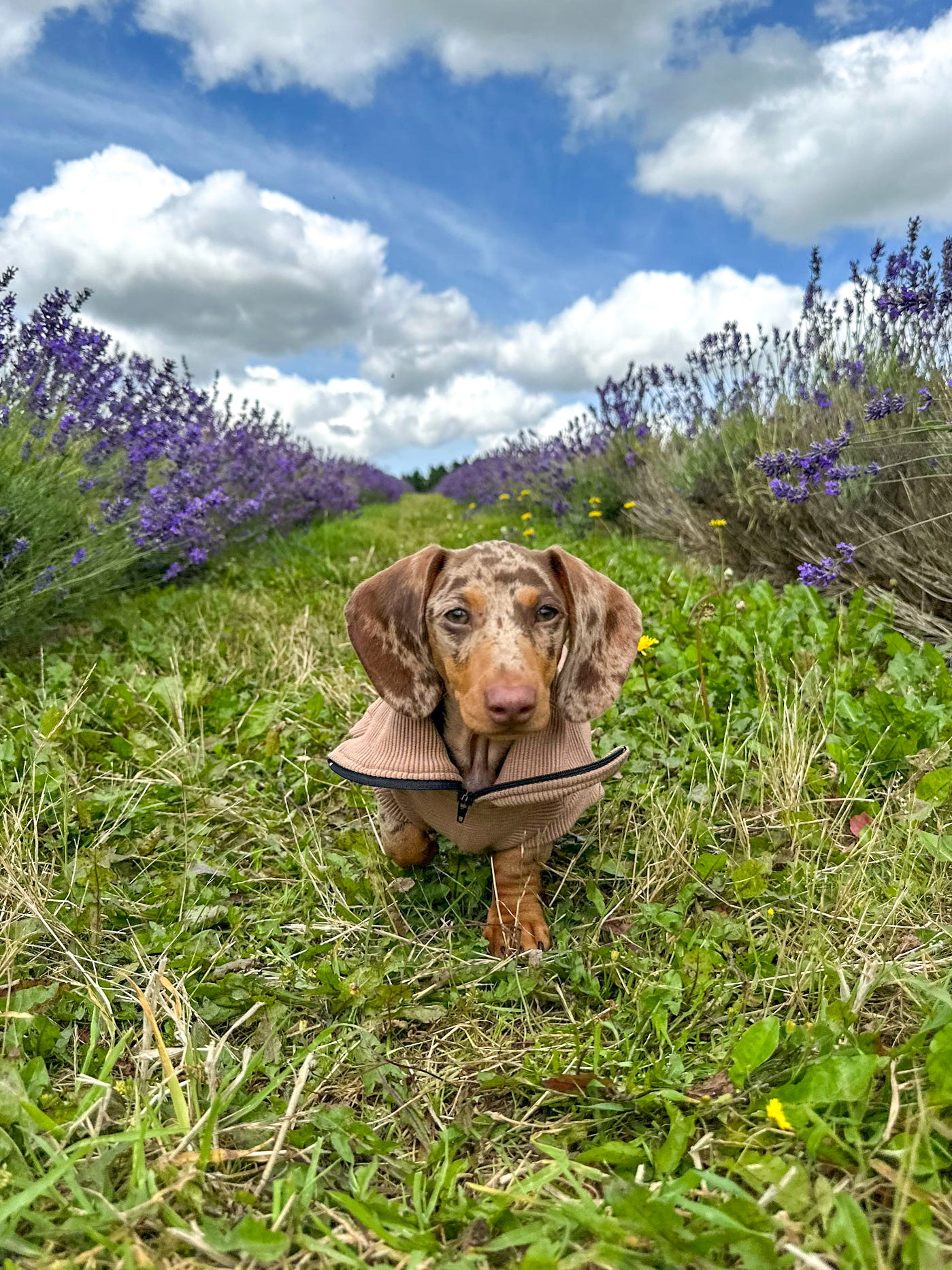 Ribbed Quarter Zip Dachshund Jumper