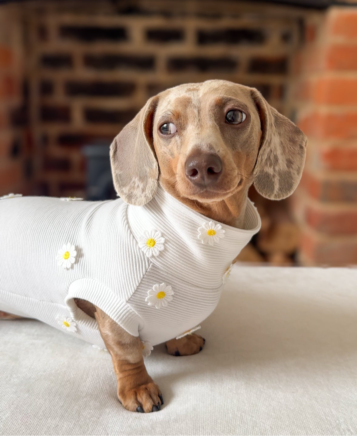 Daisy Ribbed Dachshund Jumper
