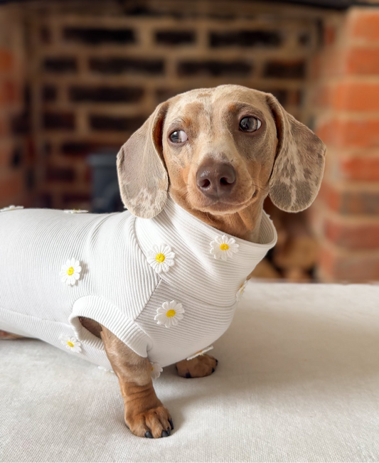 Daisy Ribbed Dachshund Jumper