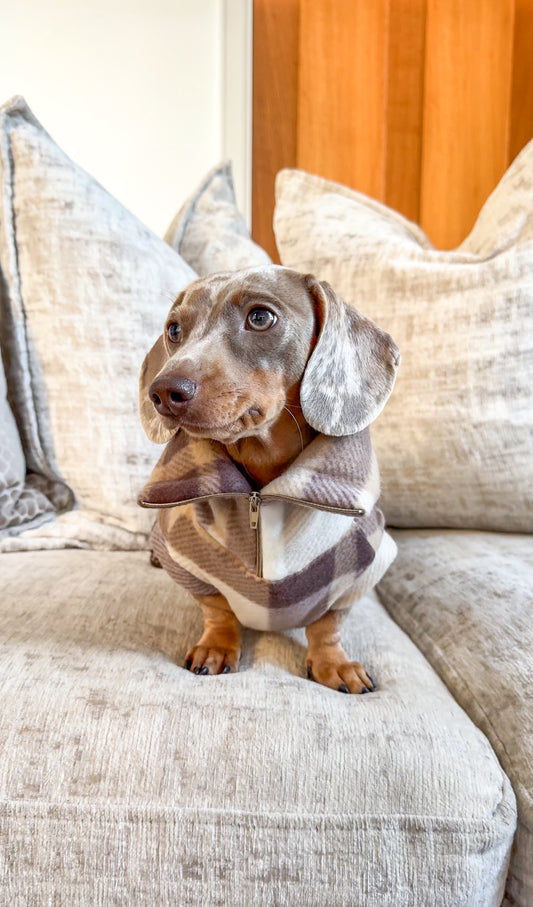 This photo is of a miniature dachshund wearing a Burberry inspired neutral/nude plaid quarter zip (or 1/4 zip) fleece. Perfect for miniature and standard dachshund dogs and puppies, this zipped fleece is a perfect item for your dogs wardrobe. 