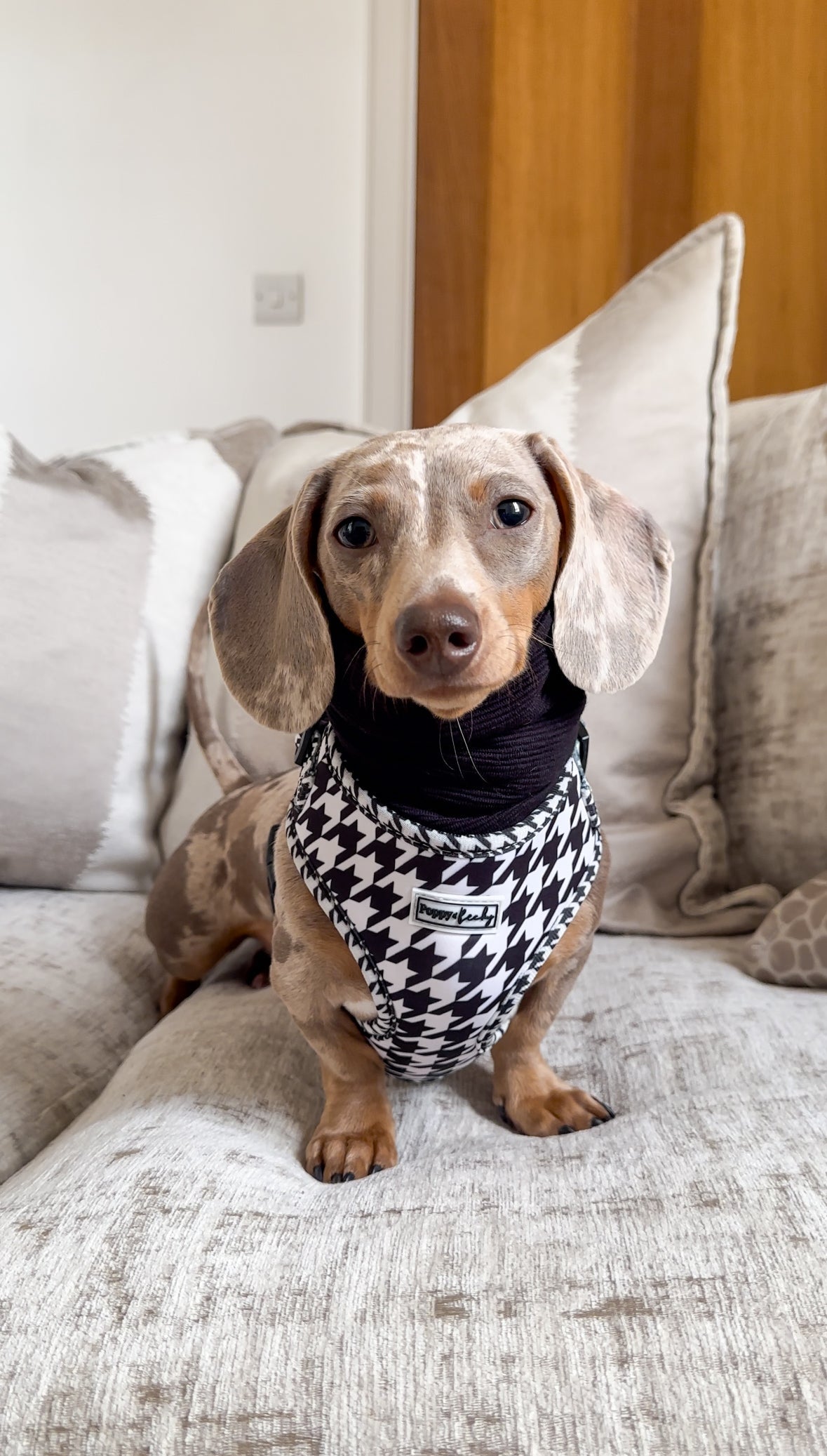 Black Houndstooth - Collar