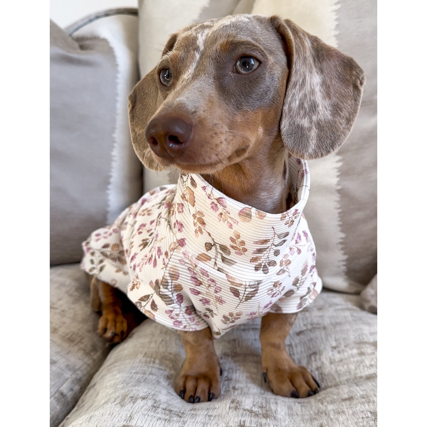 Dachshund sweater sale