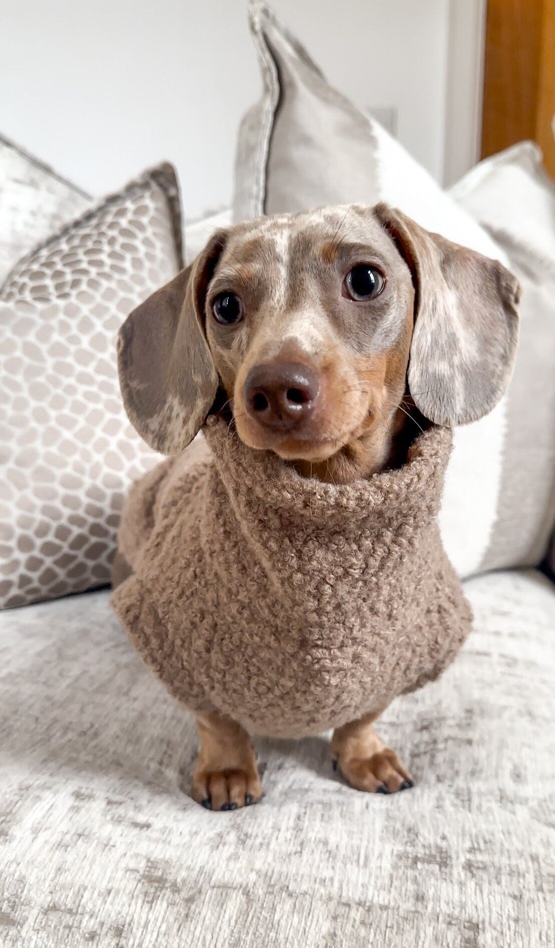 Dachshund Teddy Fleece